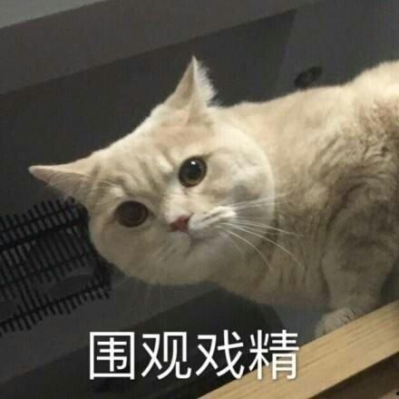 暗中观察的橘猫的吃瓜群众表情包,暗藏笑点的喵星人观察日记