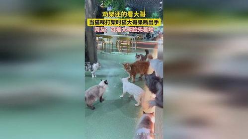吃瓜群众看猫打架视频,一场吃瓜群众的观战直播