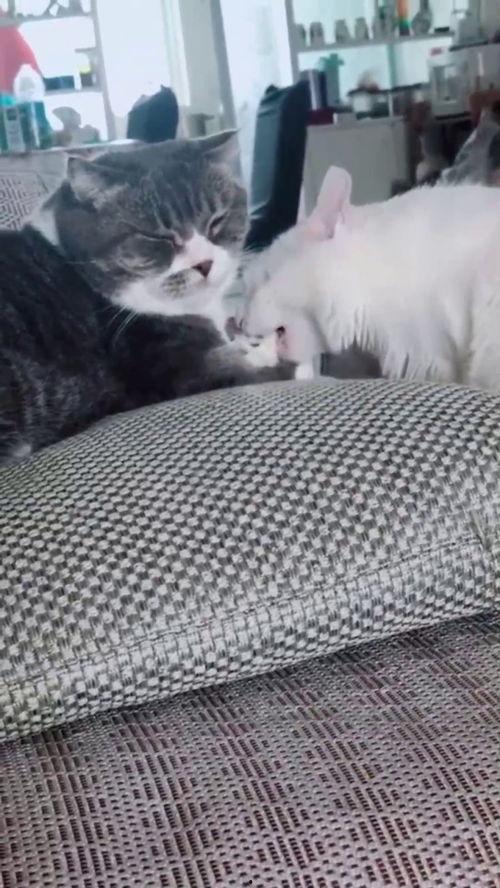 吃瓜群众看猫打架视频,一场吃瓜群众的观战直播