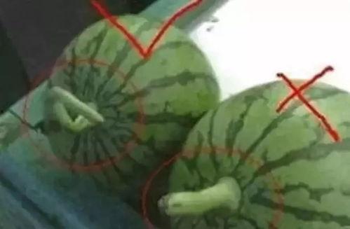 怎样做回吃瓜群众视频教程,跟随视频教程轻松入门