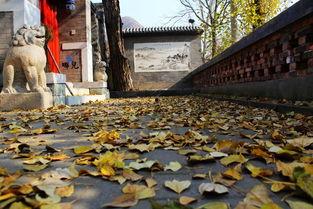 陆丰碣石吃瓜群众,吃瓜群众的夏日狂欢