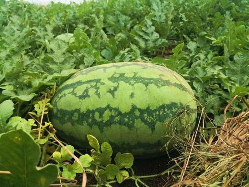 吃瓜群众莱溪,揭秘娱乐圈幕后风云